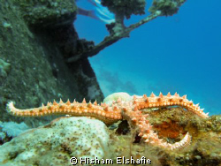 Starfish in Giannis D Wreck by Hisham Elshafie 